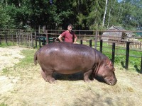 /album/fotogalerie-zoo-dvorec-u-borovan-park-exotickych-zvirat/dvorec-u-borovan-zoo3344-jpg/